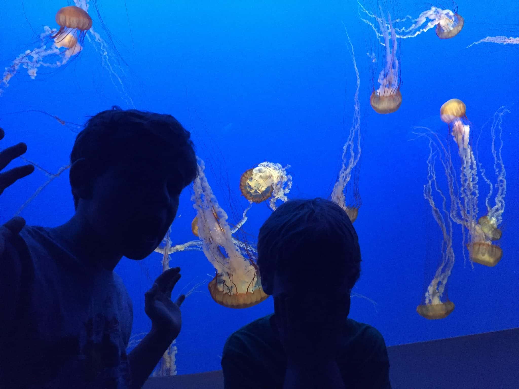 2024 monterey bay aquarium coupons discounts free tickets review