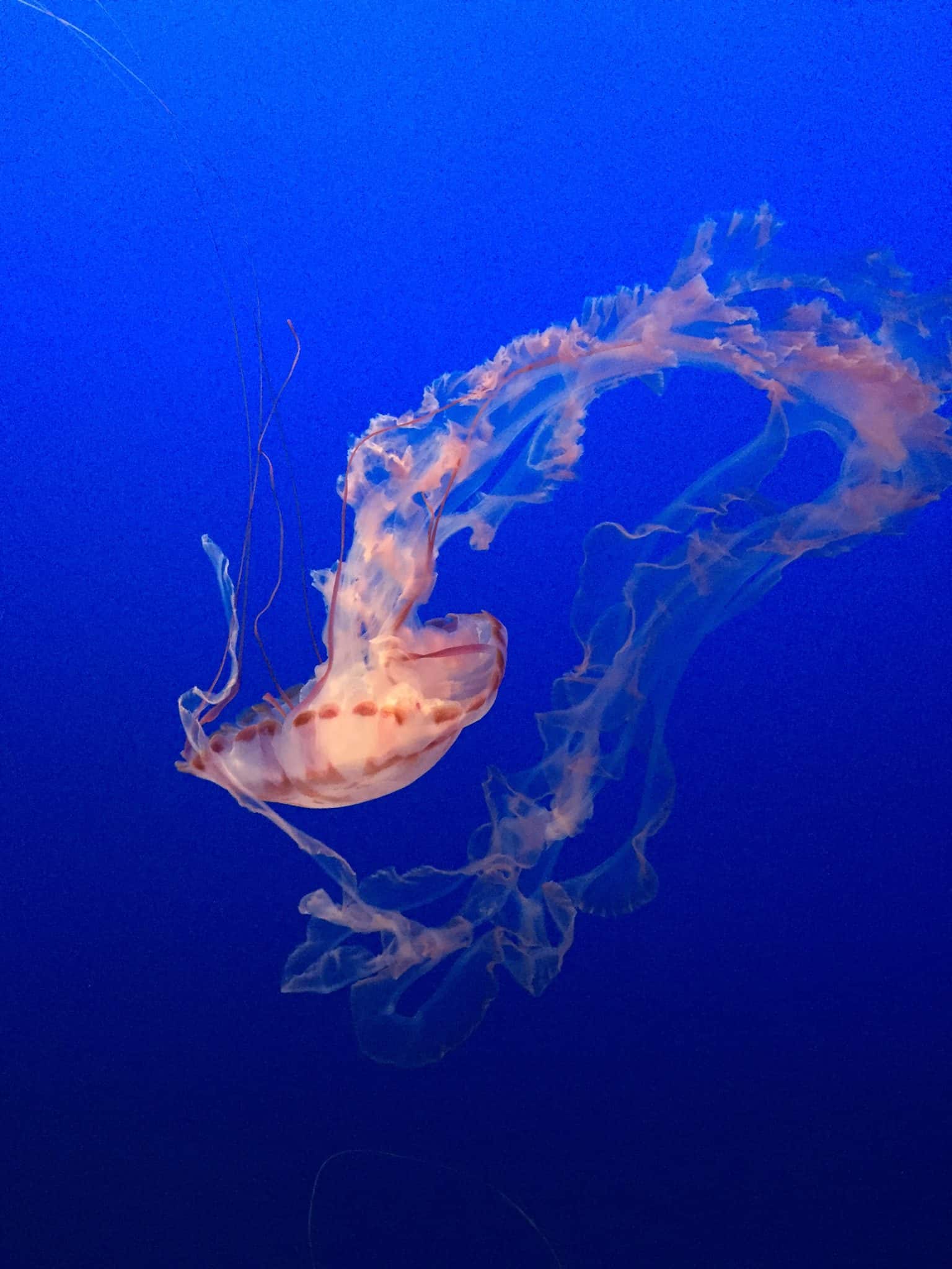 2024 Monterey Bay Aquarium Coupons, Discounts, Free Tickets + Review