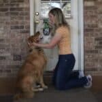 how to keep a house clean when you have pets - featured image google serp