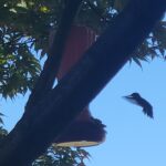 homemade hummingbird food
