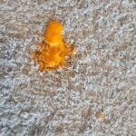 A vibrant orange splatter on a carpet, seeking guidance on how to clean up paint from carpet.