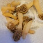 raw morel mushrooms on a paper towel, showcasing their unique honeycomb texture after learning how to store morel mushrooms.