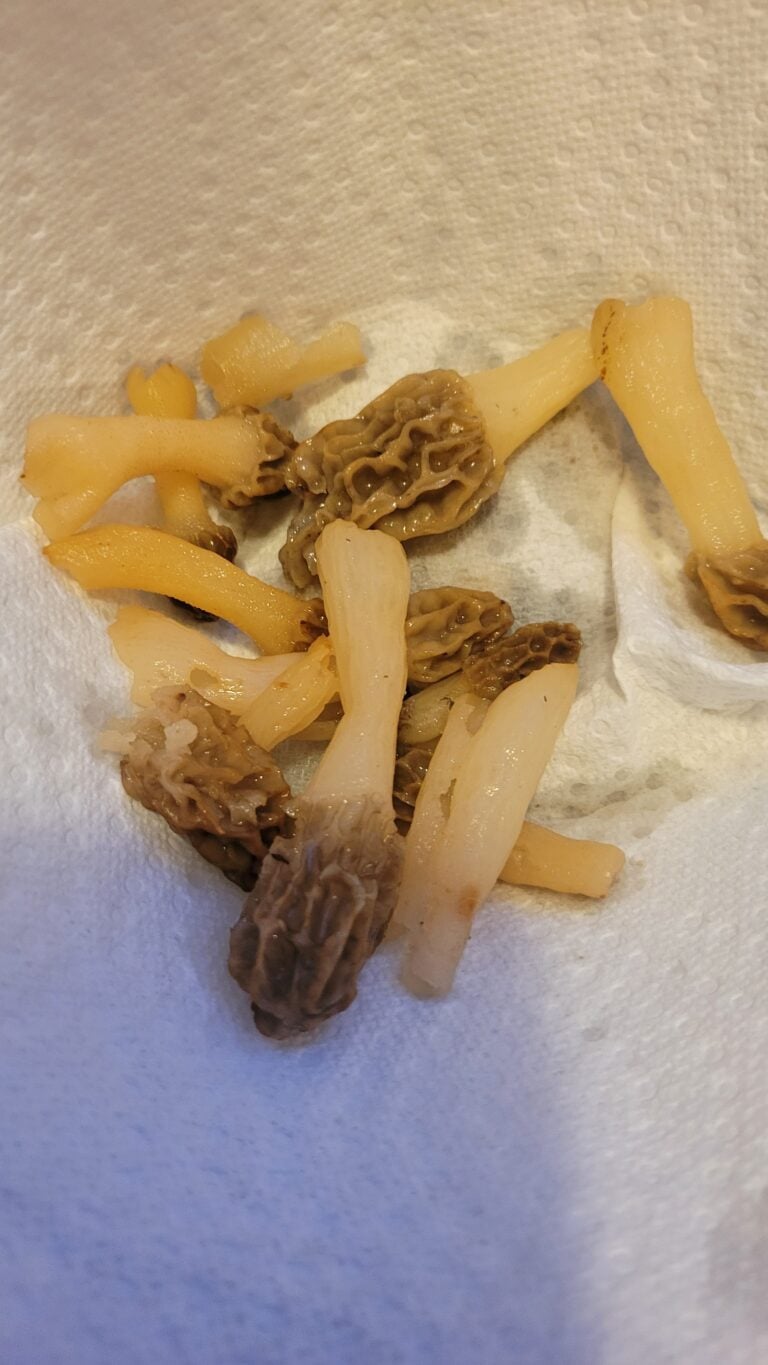 The Best Way to Store Morel Mushrooms After Foraging Cha Ching Queen