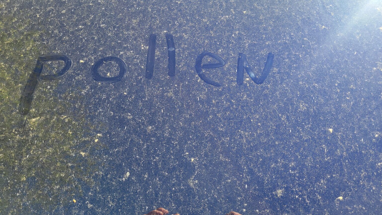 Allergy Sufferers: 7 Ways to Minimize Pollen in Your Home (With Video ...