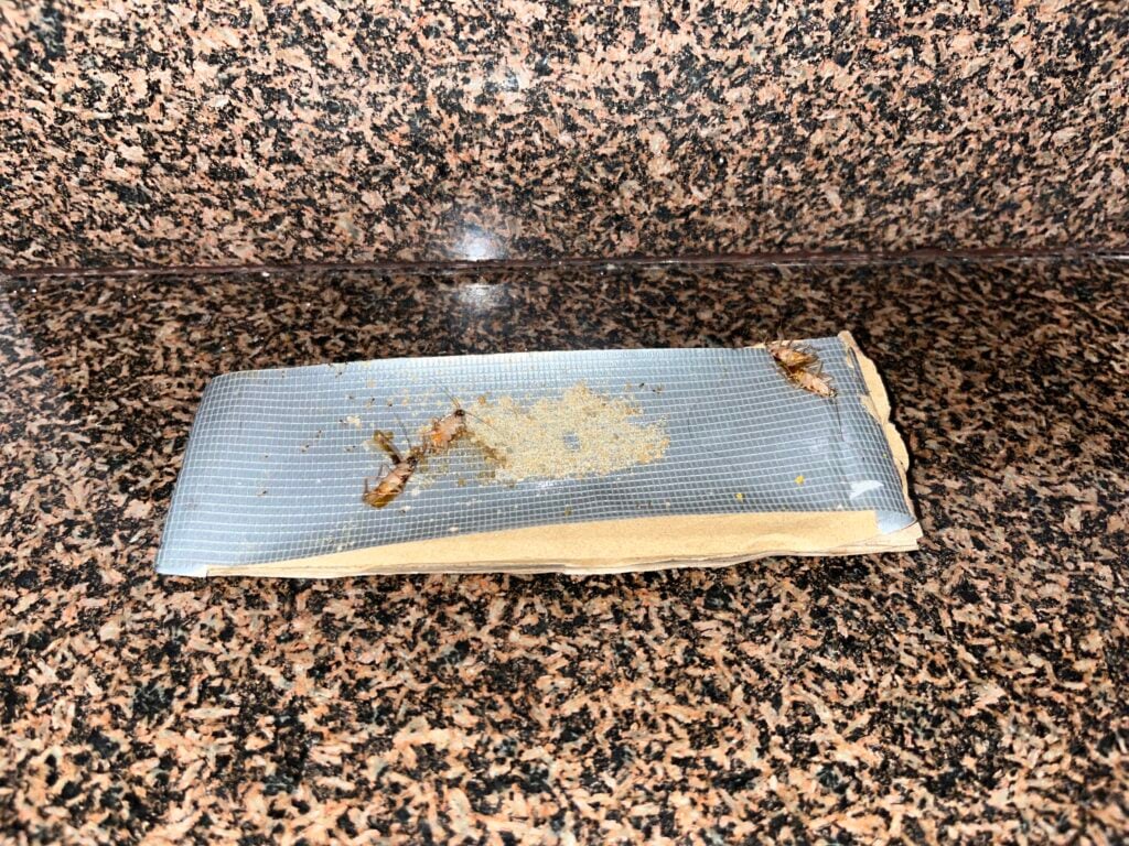 A strip of adhesive insect trap on a granite countertop, containing two cockroaches and a small pile of bait.