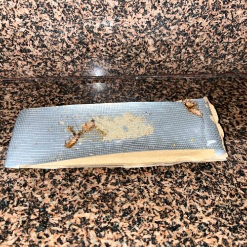 A strip of adhesive insect trap on a granite countertop, containing two cockroaches and a small pile of bait.
